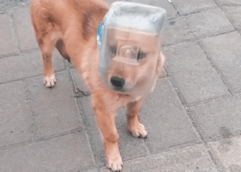 Part2.Animals Rescue #dogrescue #rescuedog #dogsofttiktok #foryoupage #foryou #dogs