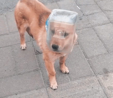 Part2.Animals Rescue #dogrescue #rescuedog #dogsofttiktok #foryoupage #foryou #dogs