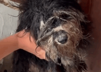 Part2.Animals Rescue #dogrescue #rescuedog #dogsofttiktok #foryoupage #foryou #dogs