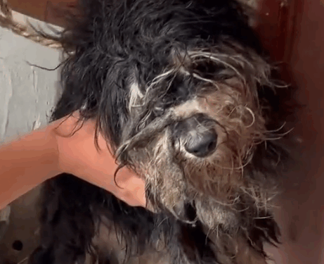 Part2.Animals Rescue #dogrescue #rescuedog #dogsofttiktok #foryoupage #foryou #dogs