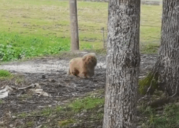 Part2.Animals Rescue #dogrescue #rescuedog #dogsofttiktok #foryoupage #foryou #dogs