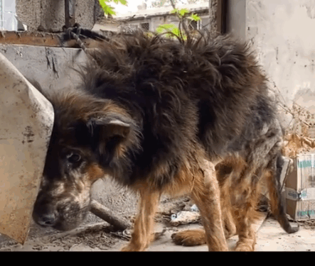 part2. Animals Rescue #dogrescue #rescuedog #dogsofttiktok #foryoupage #foryou #dogs