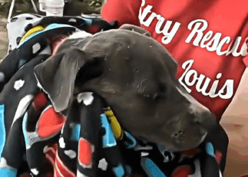 Part2 .Animals Rescue #dogrescue #rescuedog #dogsofttiktok #foryoupage #foryou #dogs