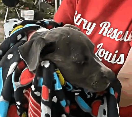 Part2 .Animals Rescue #dogrescue #rescuedog #dogsofttiktok #foryoupage #foryou #dogs