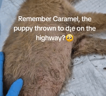 Part2.Animals Rescue #dogrescue #rescuedog #dogsofttiktok #foryoupage #foryou #dogs