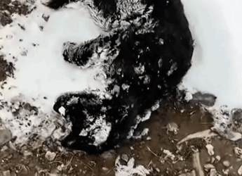 I accidentally rescued a dying wolf pup lying by the roadside and then_part2