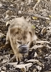 part2.Animals Rescue #dogrescue #rescuedog #dogsofttiktok #foryoupage #foryou #dogs