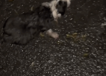 Part2 .Animals Rescue #dogrescue #rescuedog #dogsofttiktok #foryoupage #foryou #dogs