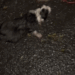 Part2 .Animals Rescue #dogrescue #rescuedog #dogsofttiktok #foryoupage #foryou #dogs