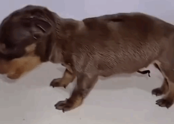 Part 2.Animal rescue#dogrescue #dogsoftiktp