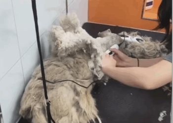 Part2 .Animals Rescue #dogrescue #rescuedog #dogsofttiktok #foryoupage #foryou #dogs