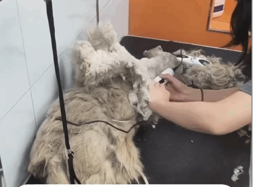 Part2 .Animals Rescue #dogrescue #rescuedog #dogsofttiktok #foryoupage #foryou #dogs