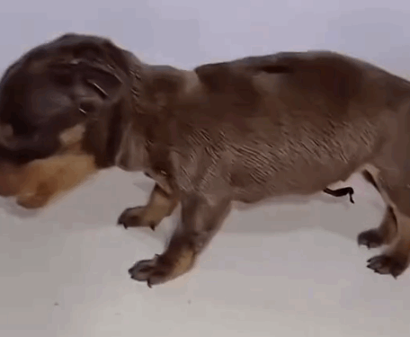 Part 2.Animal rescue#dogrescue #dogsoftiktp