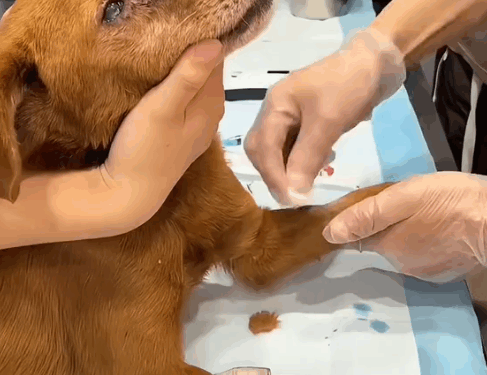 part2.Animals Rescue #dogrescue #rescuedog #dogsofttiktok #foryoupage #foryou #dogs