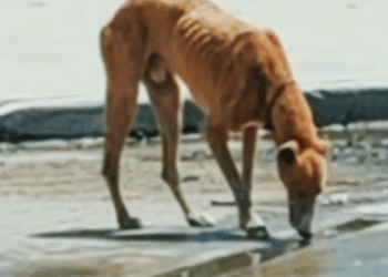 4rescue of an abandoned dog in the garbage_part1