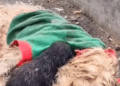 Part2:Animals Rescue #dogrescue #rescuedog #dogsofttiktok #foryoupage #foryou #dogs
