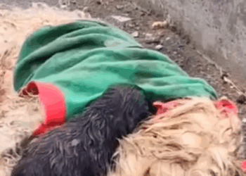 Part2:Animals Rescue #dogrescue #rescuedog #dogsofttiktok #foryoupage #foryou #dogs