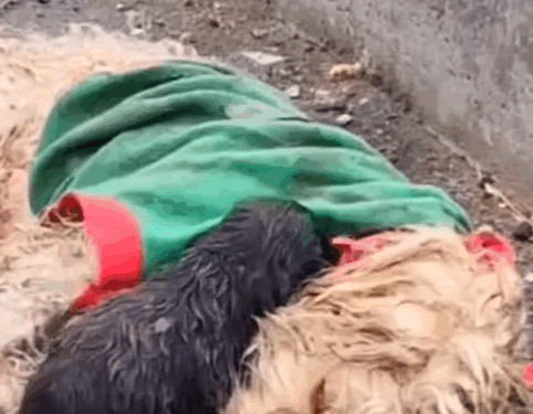 Part2:Animals Rescue #dogrescue #rescuedog #dogsofttiktok #foryoupage #foryou #dogs