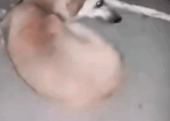 Abandoned Dog’s Only Wish Was Walking Again💔_part2