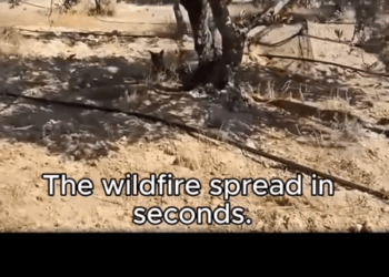 He Survived the Fire… Only Because He Wasn’t Chained._part2