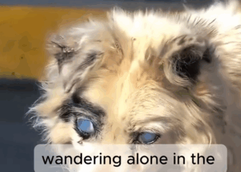 He Could Barely See… But He Found Us._part2