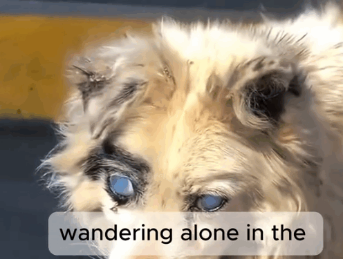 He Could Barely See… But He Found Us._part2