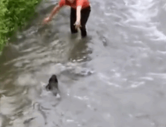 A kind person rescued a small dog in the stream, and now the dog has grown up_part2