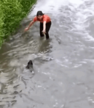 A kind person rescued a small dog in the stream, and now the dog has grown up_part2