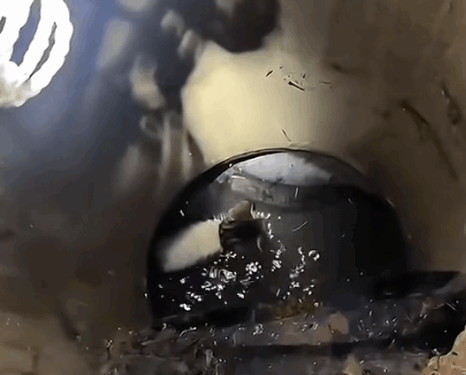 Part2. Animals Rescue #dogrescue #rescuedog #dogsofttiktok #foryoupage #foryou #dogs