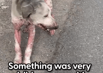 Part2.Animals Rescue #dogrescue #rescuedog #dogsofttiktok #foryoupage #foryou #dogs