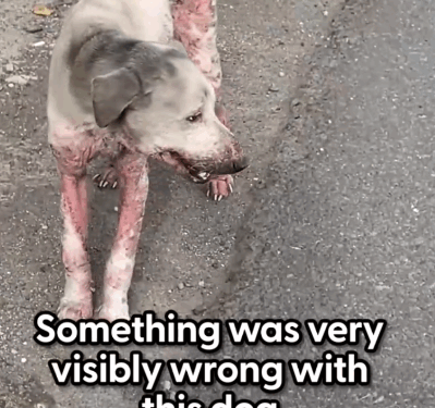 Part2.Animals Rescue #dogrescue #rescuedog #dogsofttiktok #foryoupage #foryou #dogs