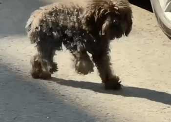 Part2.Animals Rescue #dogrescue #rescuedog #dogsofttiktok #foryoupage #foryou #dogs