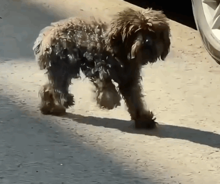 Part2.Animals Rescue #dogrescue #rescuedog #dogsofttiktok #foryoupage #foryou #dogs