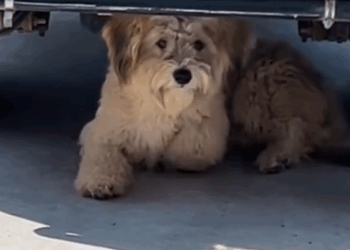 Part2.Animals Rescue #dogrescue #rescuedog #dogsofttiktok #foryoupage #foryou #dogs