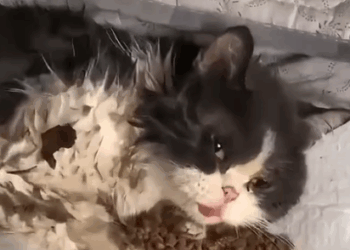 A bumpy life for a greedy little cat 🐈—from now on,you’ll enjoy a peaceful retirement with me_part2