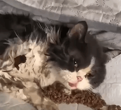 A bumpy life for a greedy little cat 🐈—from now on,you’ll enjoy a peaceful retirement with me_part2