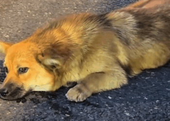 Part2 .Animals Rescue #dogrescue #rescuedog #dogsofttiktok #foryoupage #foryou #dogs