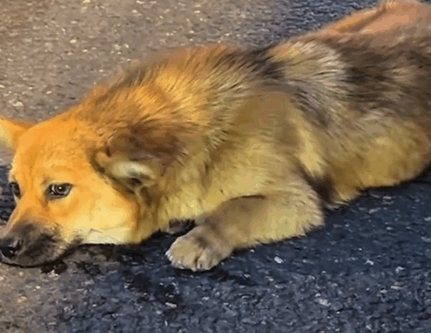 Part2 .Animals Rescue #dogrescue #rescuedog #dogsofttiktok #foryoupage #foryou #dogs