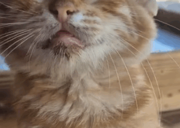 I can’t save them all..but i will sure help as much as i can🥺_part2