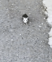 I adopted a baby opossum on the road_part2