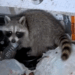 Girl adopted raccoons in trash can_part2