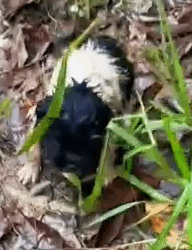 part2.Animals Rescue #dogrescue #rescuedog #dogsofttiktok #foryoupage #foryou #dogs