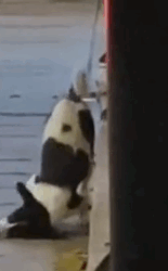 Part2.Animals Rescue #dogrescue #rescuedog #dogsofttiktok #foryoupage #foryou #dogs