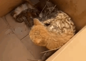 Part2 .Animals Rescue #dogrescue #rescuedog #dogsofttiktok #foryoupage #foryou #dogs