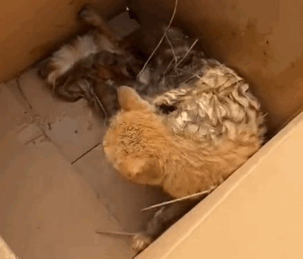 Part2 .Animals Rescue #dogrescue #rescuedog #dogsofttiktok #foryoupage #foryou #dogs