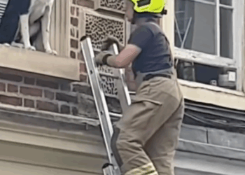 Part 2.Animal rescue#dogrescue #dogsoftiktp