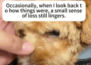 Part2 .Animals Rescue #dogrescue #rescuedog #dogsofttiktok #foryoupage #foryou #dogs