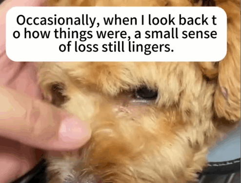 Part2 .Animals Rescue #dogrescue #rescuedog #dogsofttiktok #foryoupage #foryou #dogs