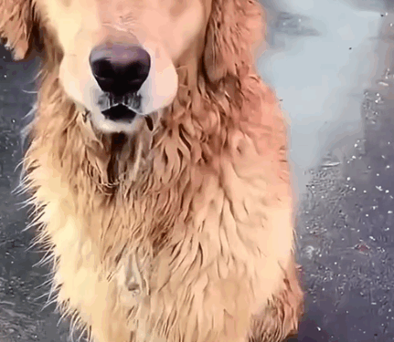 part2.Animals Rescue #dogrescue #rescuedog #dogsofttiktok #foryoupage #foryou #dogs