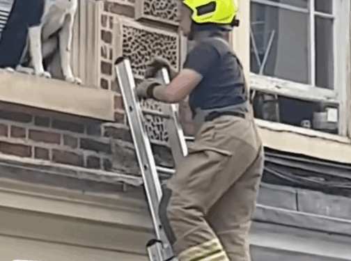 Part 2.Animal rescue#dogrescue #dogsoftiktp